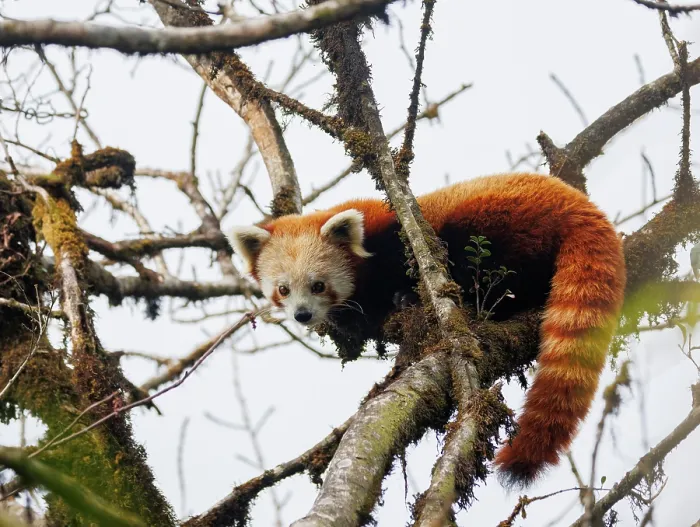 Framed Print : Red panda (Ailurus fulgens) looking down from tree, Singalila National Park, Himalayas, Nepal. Endangered Framed Print : Red panda (Ailurus fulgens) looking down from tree, Singalila National Park, Himalayas, Nepal. Endangered
