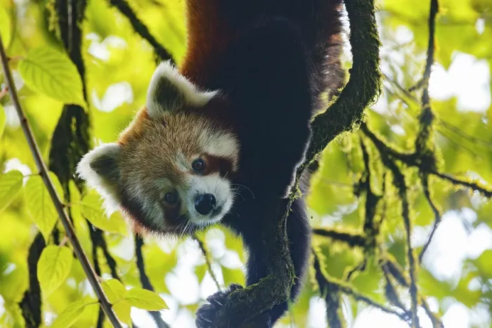Framed Print : Red panda (Ailurus fulgens) male, hanging upside down in tree, Singalila National Park, Himalayas, Nepal. Endangered Framed Print : Red panda (Ailurus fulgens) male, hanging upside down in tree, Singalila National Park, Himalayas, Nepal. Endangered