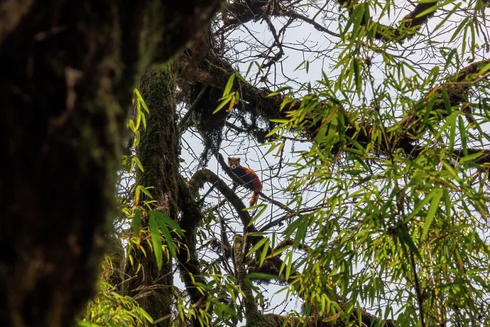 Framed Print : Red panda (Ailurus fulgens) resting in tree, Singalila National Park, Nepal. Endangered Framed Print : Red panda (Ailurus fulgens) resting in tree, Singalila National Park, Nepal. Endangered