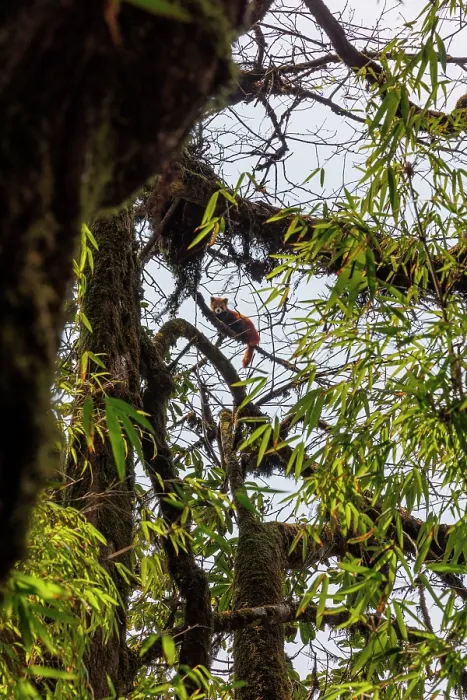 Framed Print : Red panda (Ailurus fulgens) resting in tree, Singalila National Park, Nepal. Endangered Framed Print : Red panda (Ailurus fulgens) resting in tree, Singalila National Park, Nepal. Endangered