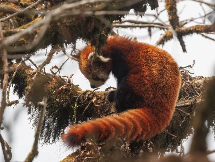 Framed Print : Red panda (Ailurus fulgens) sitting in tree, looking down, Singalila National Park, Nepal. Endangered Framed Print : Red panda (Ailurus fulgens) sitting in tree, looking down, Singalila National Park, Nepal. Endangered