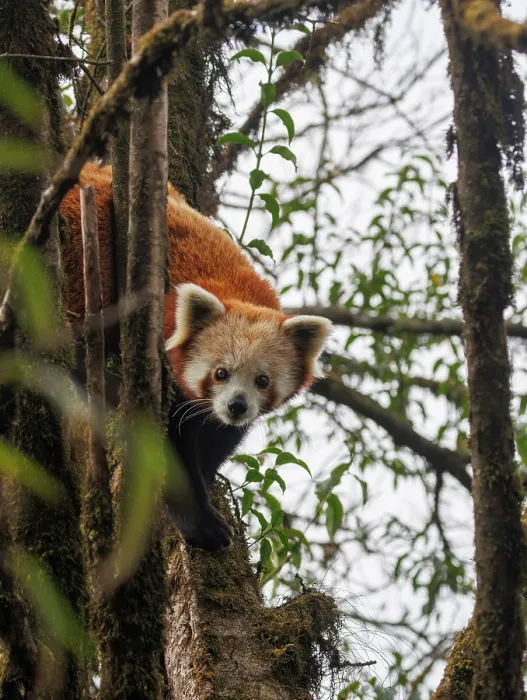 Framed Print : Red panda (Ailurus fulgens) sitting in tree, looking down, Singalila National Park, Nepal. Endangered Framed Print : Red panda (Ailurus fulgens) sitting in tree, looking down, Singalila National Park, Nepal. Endangered