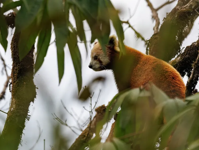 Framed Print : Red panda (Ailurus fulgens) sitting in tree, Singalila National Park, Nepal. Endangered Framed Print : Red panda (Ailurus fulgens) sitting in tree, Singalila National Park, Nepal. Endangered