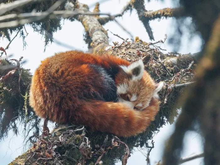Framed Print : Red panda (Ailurus fulgens) sleeping in tree, Singalila National Park, Nepal. Endangered Framed Print : Red panda (Ailurus fulgens) sleeping in tree, Singalila National Park, Nepal. Endangered