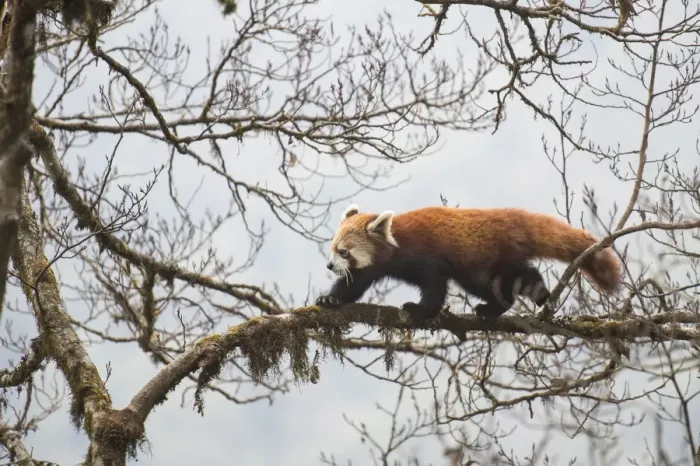 Framed Print : Red panda (Ailurus fulgens) walking along branch of tree, Singalila National Park Framed Print : Red panda (Ailurus fulgens) walking along branch of tree, Singalila National Park