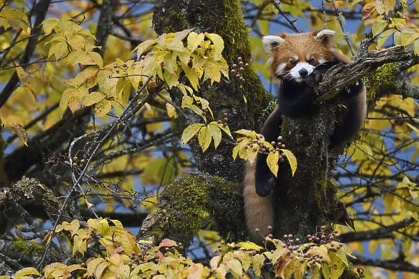 Red panda or Lesser panda (Ailurus fulgens) in the humid montane mixed forest, Laba