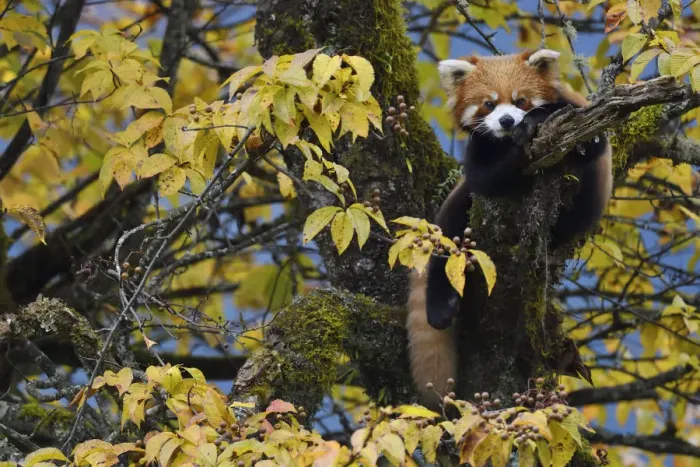 Framed Print : Red panda or Lesser panda (Ailurus fulgens) in the humid montane mixed forest, Laba Framed Print : Red panda or Lesser panda (Ailurus fulgens) in the humid montane mixed forest, Laba