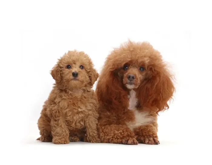 Framed Print : Red Poodle father and Labradoodle puppy Framed Print : Red Poodle father and Labradoodle puppy