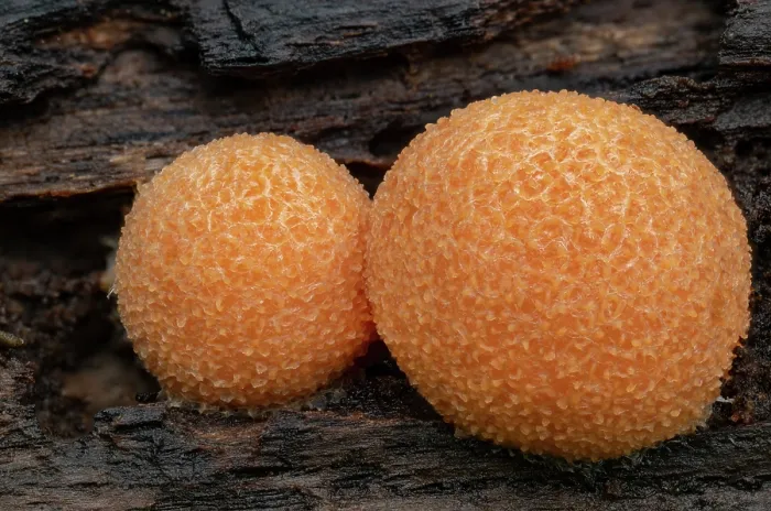 Framed Print : Red raspberry slime mould (Tubifera ferruginosa) close up, growing on decaying branch, Loughgall Country Park, County Armagh, Northern Ireland, UK. May Framed Print : Red raspberry slime mould (Tubifera ferruginosa) close up, growing on decaying branch, Loughgall Country Park, County Armagh, Northern Ireland, UK. May
