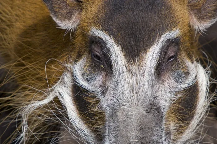 Framed Print : Red river hog (Potamochoerus porcus) close up of head, captive Framed Print : Red river hog (Potamochoerus porcus) close up of head, captive
