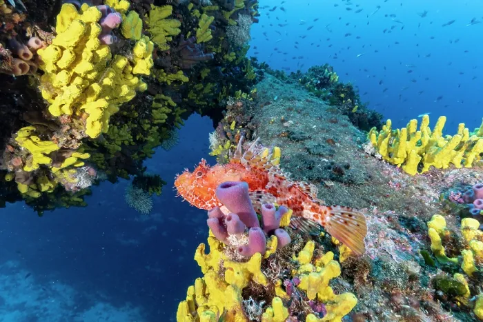 Framed Print : Red scorpionfish (Scorpaena scrofa) among Yellow sponges, (Aplysina cavernicola) on wreck Vassilios T, Vis Island, Croatia, Adriatic Sea Framed Print : Red scorpionfish (Scorpaena scrofa) among Yellow sponges, (Aplysina cavernicola) on wreck Vassilios T, Vis Island, Croatia, Adriatic Sea