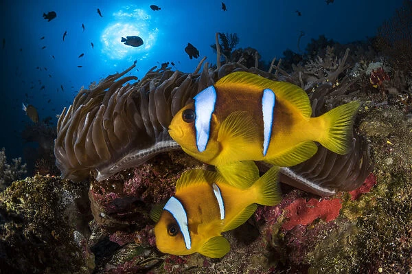 Red Sea anemonefish (Amphiprion bicinctus) in their home, a Sea anemone (Heteractis magnifica)