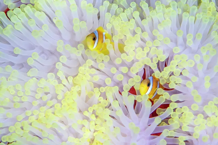 Framed Print : Red Sea anemonefish (Amphiprion bicinctus) pair, sheltering in a bleached Magnificent sea anemone (Heteractis magnifica) Framed Print : Red Sea anemonefish (Amphiprion bicinctus) pair, sheltering in a bleached Magnificent sea anemone (Heteractis magnifica)