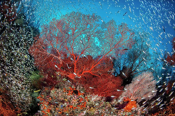 Red sea fan (Melithaea sp.) is surrounded by Glassfish ( Apogon sp.) on a coral reef. Daram Islands, Misool, Raja Ampat, West Papua, Indonesia. Ceram Sea. Tropical West Pacific Ocean