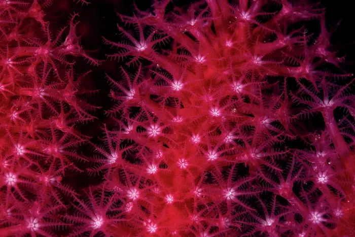 Framed Print : Red sea fan (Paramuricea clavata) polyps detail, Vis Island, Croatia, Adriatic Sea Framed Print : Red sea fan (Paramuricea clavata) polyps detail, Vis Island, Croatia, Adriatic Sea