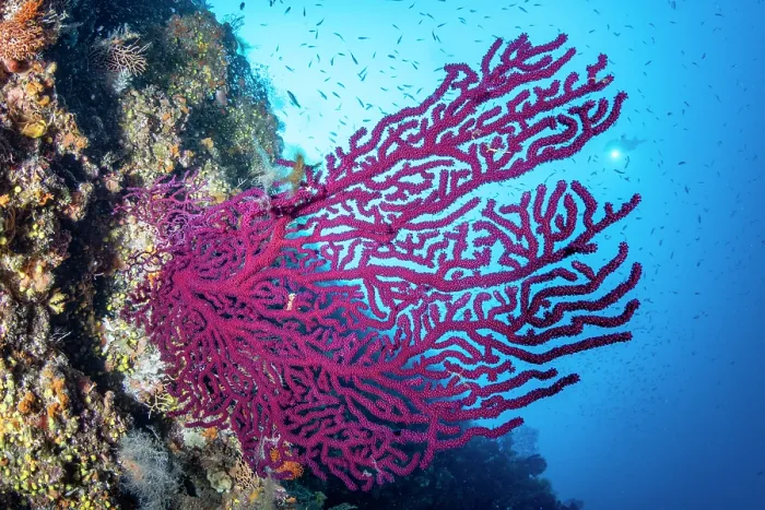 Framed Print : Red sea fan (Paramuricea clavata) on a reef, Vis Island, Croatia, Adriatic Sea Framed Print : Red sea fan (Paramuricea clavata) on a reef, Vis Island, Croatia, Adriatic Sea