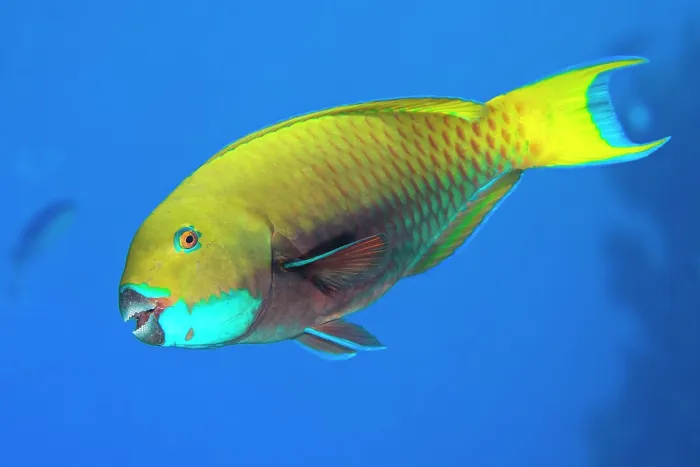 Framed Print : Red Sea steephead parrotfish (Chlorurus gibbus) portrait, Ras Mohammed, Sinai, Egypt, Red Sea Framed Print : Red Sea steephead parrotfish (Chlorurus gibbus) portrait, Ras Mohammed, Sinai, Egypt, Red Sea