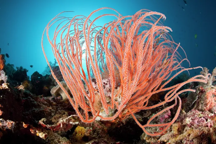 Framed Print : Red sea whip coral (Ellisella grandis) on coral reef, Tubbataha Natural Park, Cagayancillo, Palawan, Philippines, Sulu Sea Framed Print : Red sea whip coral (Ellisella grandis) on coral reef, Tubbataha Natural Park, Cagayancillo, Palawan, Philippines, Sulu Sea