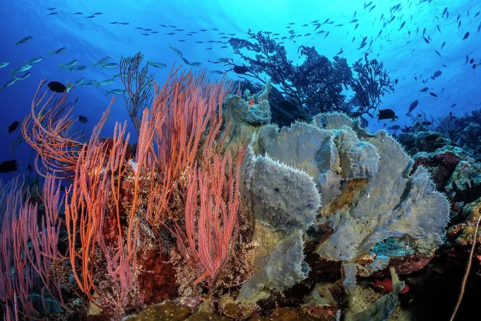 Framed Print : Red sea whips (Ellisella sp.) and blue, spikey Sponges (Callyspongia sp.) in front of a Sea fan (Annella sp.) with Fusiliers (Caesionidae) swimming above, Kimbe Bay Framed Print : Red sea whips (Ellisella sp.) and blue, spikey Sponges (Callyspongia sp.) in front of a Sea fan (Annella sp.) with Fusiliers (Caesionidae) swimming above, Kimbe Bay