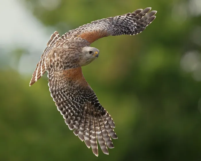 Framed Print : Red-shouldered hawk (Buteo lineatus) in flight, Corkscrew Regional Ecosystem Watershed (CREW) Bird Rookery Swamp, near Naples, Florida, USA. March Framed Print : Red-shouldered hawk (Buteo lineatus) in flight, Corkscrew Regional Ecosystem Watershed (CREW) Bird Rookery Swamp, near Naples, Florida, USA. March