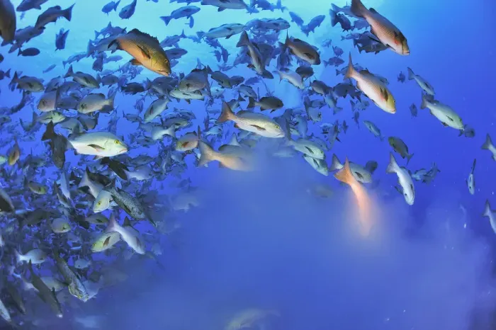 Framed Print : Red snappers / Two-spot red snappers (Lutjanus bohar) mass shoal of fish spawning Framed Print : Red snappers / Two-spot red snappers (Lutjanus bohar) mass shoal of fish spawning