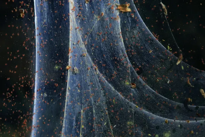 Framed Print : Red spider mite (Tetranychus urticae), Andalusia, Spain, June