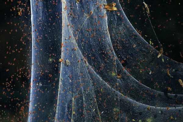 Red spider mite (Tetranychus urticae), Andalusia, Spain, June