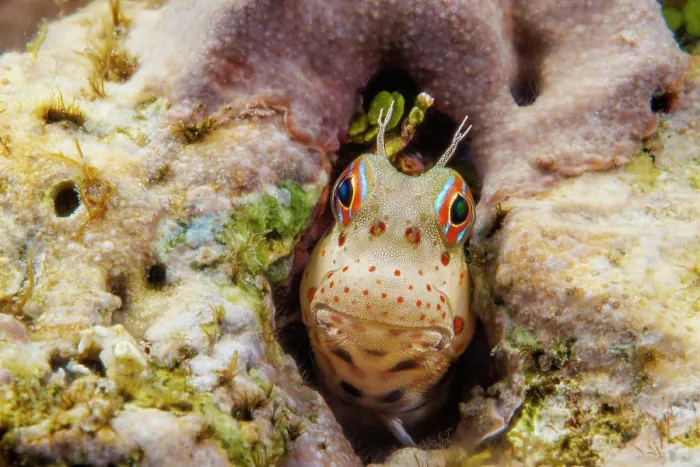 Framed Print : Red-spotted blenny (Blenniella chrysospilos) peering out from its protective home in the reef, Guam, Federated States of Micronesia, Pacific Ocean Framed Print : Red-spotted blenny (Blenniella chrysospilos) peering out from its protective home in the reef, Guam, Federated States of Micronesia, Pacific Ocean