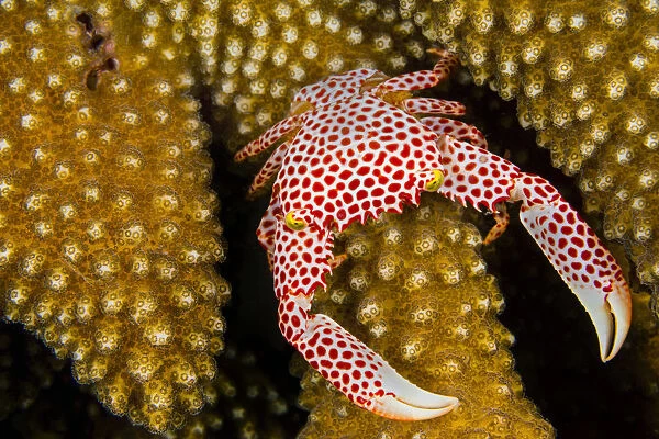 Red-spotted guard crab (Trapezia tigrina) female on a (Pocillopora sp. ) coral. Seraya