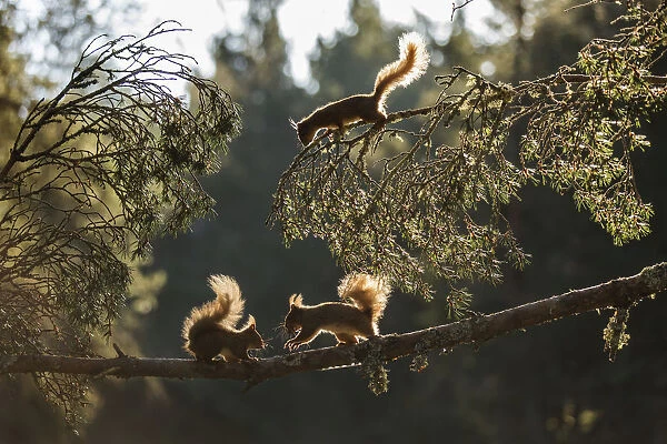 Red squirrel, (Sciurus vulgaris), three animals backlit on pine branch, Cairngorms National Park