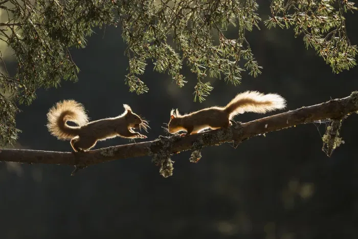 Framed Print : Red squirrel, (Sciurus vulgaris), two backlit on pine branch, Cairngorms National Park Framed Print : Red squirrel, (Sciurus vulgaris), two backlit on pine branch, Cairngorms National Park