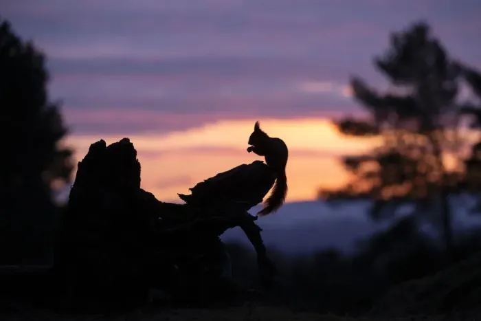 Framed Print : Red squirrel, (Sciurus vulgaris), silhouetted on stump at dawn, Scotland, UK. March