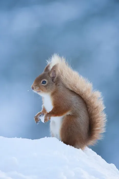 Framed Print : Red Squirrel (Sciurus vulgaris) adult in snow, Cairngorms National Park, Scotland Framed Print : Red Squirrel (Sciurus vulgaris) adult in snow, Cairngorms National Park, Scotland