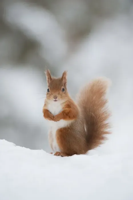 Framed Print : Red Squirrel (Sciurus vulgaris) adult in snow, Cairngorms National Park, Scotland