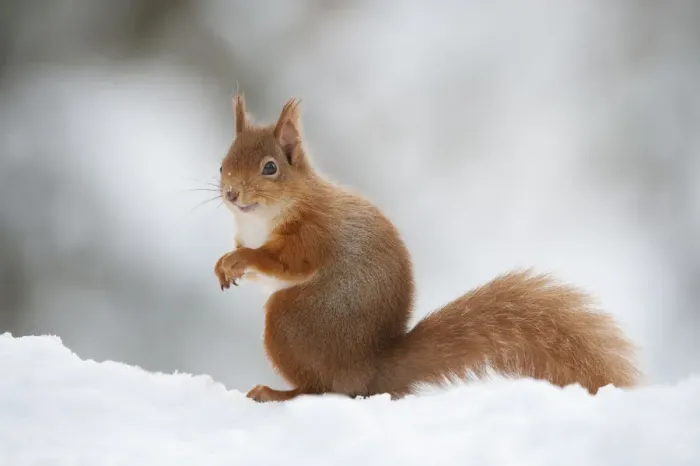 Framed Print : Red Squirrel (Sciurus vulgaris) adult in snow, Cairngorms National Park, Scotland Framed Print : Red Squirrel (Sciurus vulgaris) adult in snow, Cairngorms National Park, Scotland
