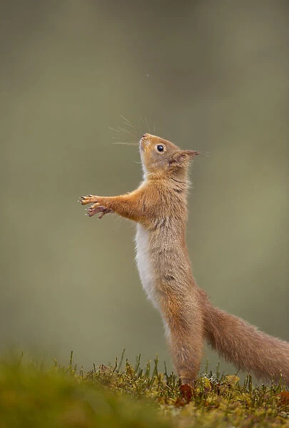 Red Squirrel (Sciurus vulgaris) adult standing on its hind legs. Cairngorms National Park