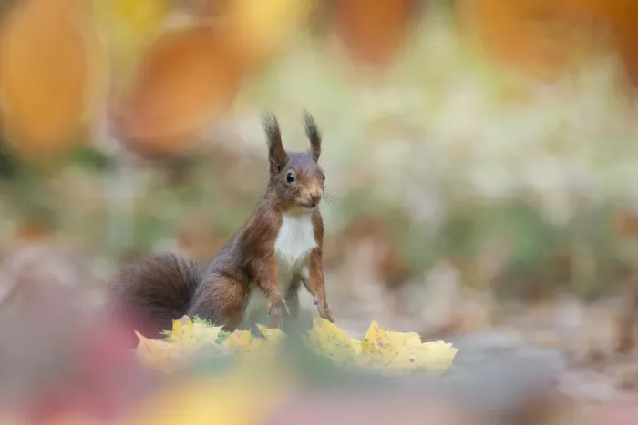 Framed Print : Red squirrel (Sciurus vulgaris) alert in autumnal woodland leaf litter, The Netherlands, November Framed Print : Red squirrel (Sciurus vulgaris) alert in autumnal woodland leaf litter, The Netherlands, November