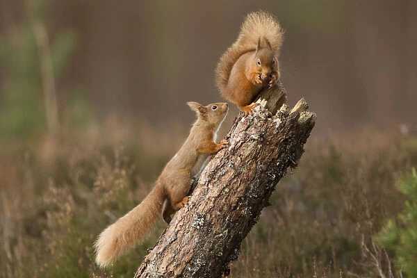 Red squirrel (Sciurus vulgaris) approaching another as it eats a nut, Cairngorms National Park