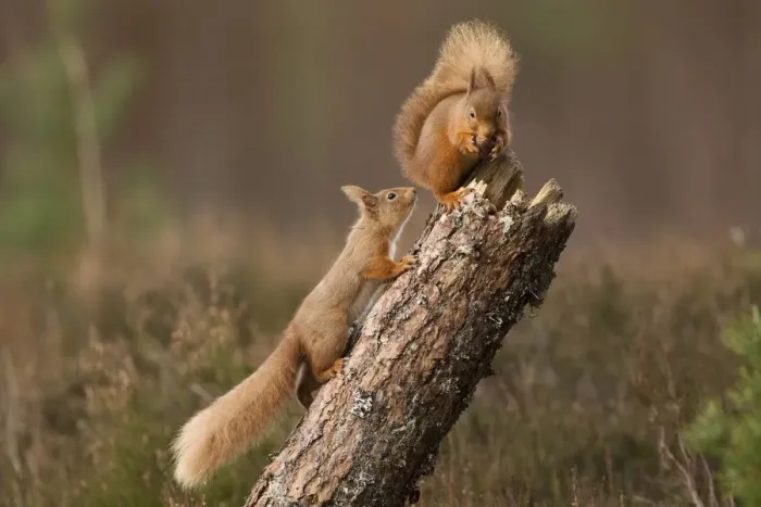Framed Print : Red squirrel (Sciurus vulgaris) approaching another as it eats a nut, Cairngorms National Park Framed Print : Red squirrel (Sciurus vulgaris) approaching another as it eats a nut, Cairngorms National Park