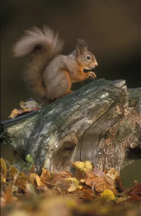 Framed Print : Red squirrel {Sciurus vulgaris} autumn, Cairngorms National Park, Scotland Framed Print : Red squirrel {Sciurus vulgaris} autumn, Cairngorms National Park, Scotland