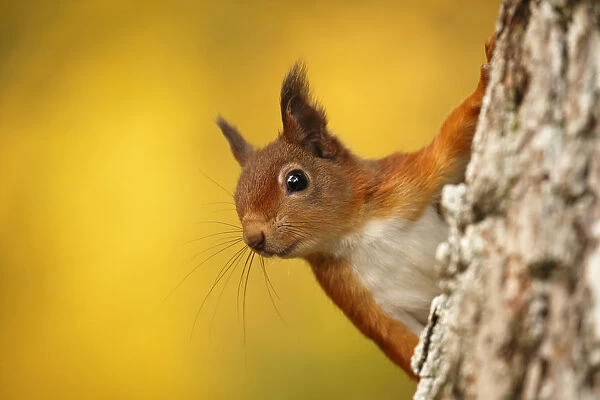 Red squirrel (Sciurus vulgaris) with autumn colours, Cairngorms National Park, Highlands, Scotland, UK. October