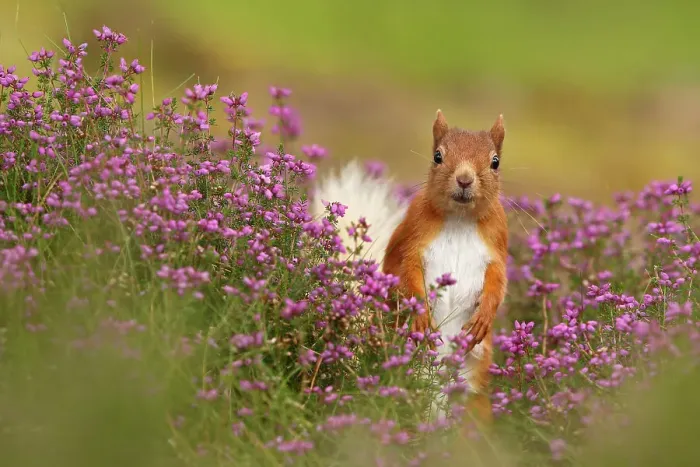Framed Print : Red squirrel (Sciurus vulgaris) amongst Bell heather (Erica cinerea) Cairngorms National Park, Highlands, Scotland, August