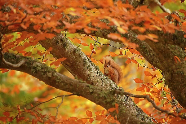Red squirrel (Sciurus vulgaris) on branch in autumnal forest, Cairngorms National Park, Highlands, Scotland, UK, October
