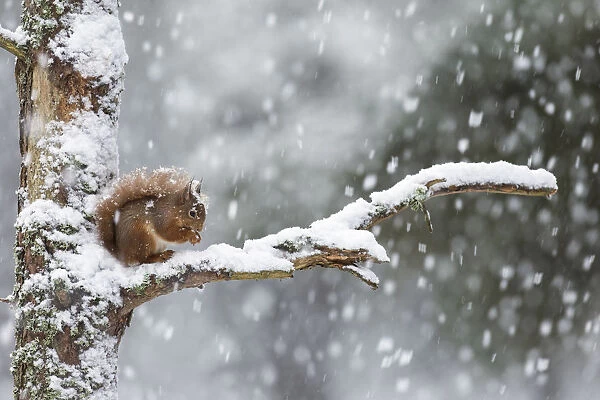 Red Squirrel (Sciurus vulgaris) on branch in heavy snowfall, Scotland, UK. February