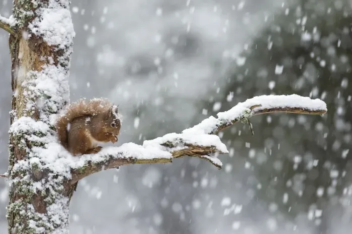 Framed Print : Red Squirrel (Sciurus vulgaris) on branch in heavy snowfall, Scotland, UK. February