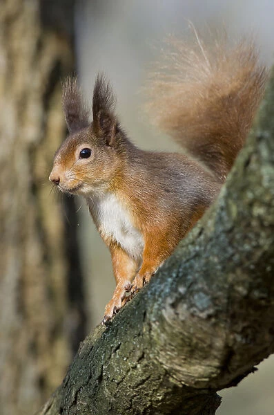 Red squirrel (Sciurus vulgaris) on branch in morning sun, Brownsea Island, Dorset