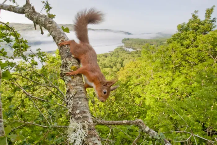 Framed Print : Red squirrel (Sciurus vulgaris) on branch in oak woodland with Loch Awe in background