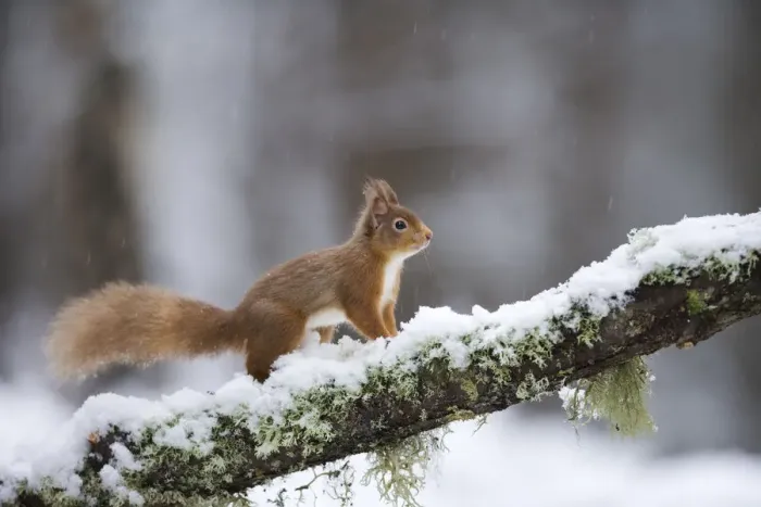 Framed Print : Red squirrel (Sciurus vulgaris) on branch in snow, Glenfeshie, Cairngorms National Park Framed Print : Red squirrel (Sciurus vulgaris) on branch in snow, Glenfeshie, Cairngorms National Park