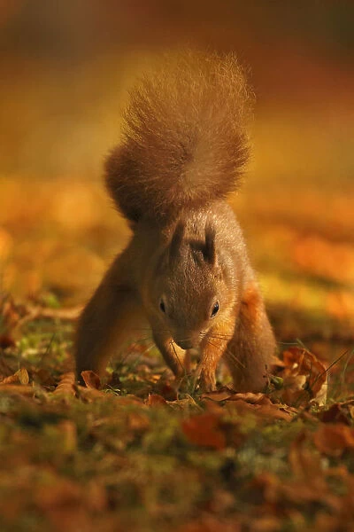 Red Squirrel (Sciurus vulgaris) burying food, Highlands, Scotland, UK, October