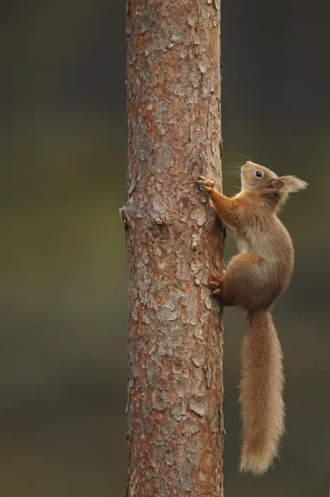 Framed Print : Red squirrel (Sciurus vulgaris) climbing a Pine (Pinus) trunk, Highlands, Scotland Framed Print : Red squirrel (Sciurus vulgaris) climbing a Pine (Pinus) trunk, Highlands, Scotland